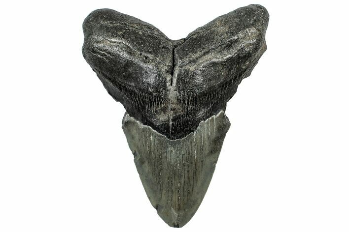 Bargain, Fossil Megalodon Tooth - Serrated Blade #307278